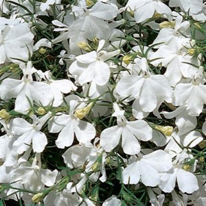 Лобелия Riviera White5